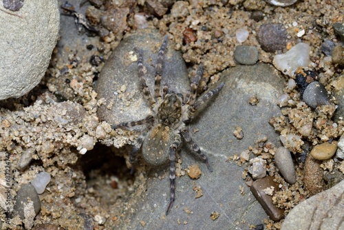 Obraz na płótnie Wolf Spider lycosa hunting between stones near the river w salonie