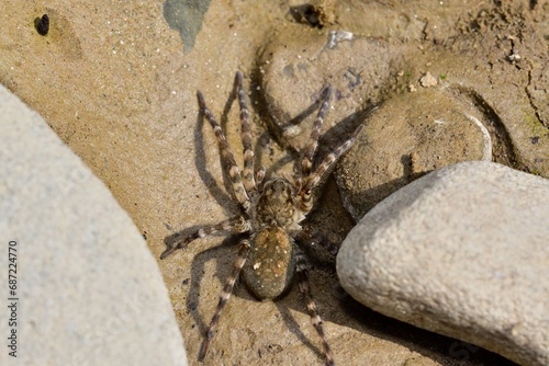 Wolf Spider lycosa hunting between stones near the river 