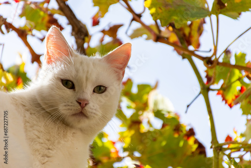 Low-angle view of a cute white cat looking at the camera.