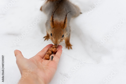 The squirrel eats a walnut from his hands. Winter bait for wild animals in the forest. The concept of kindness and humanity. Selective focus, close-up portrait.Tame and bold squirrels live in the park
