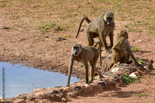 A female baboon near a watering hole with a group of monkeys in the background in a national park in Kenya.