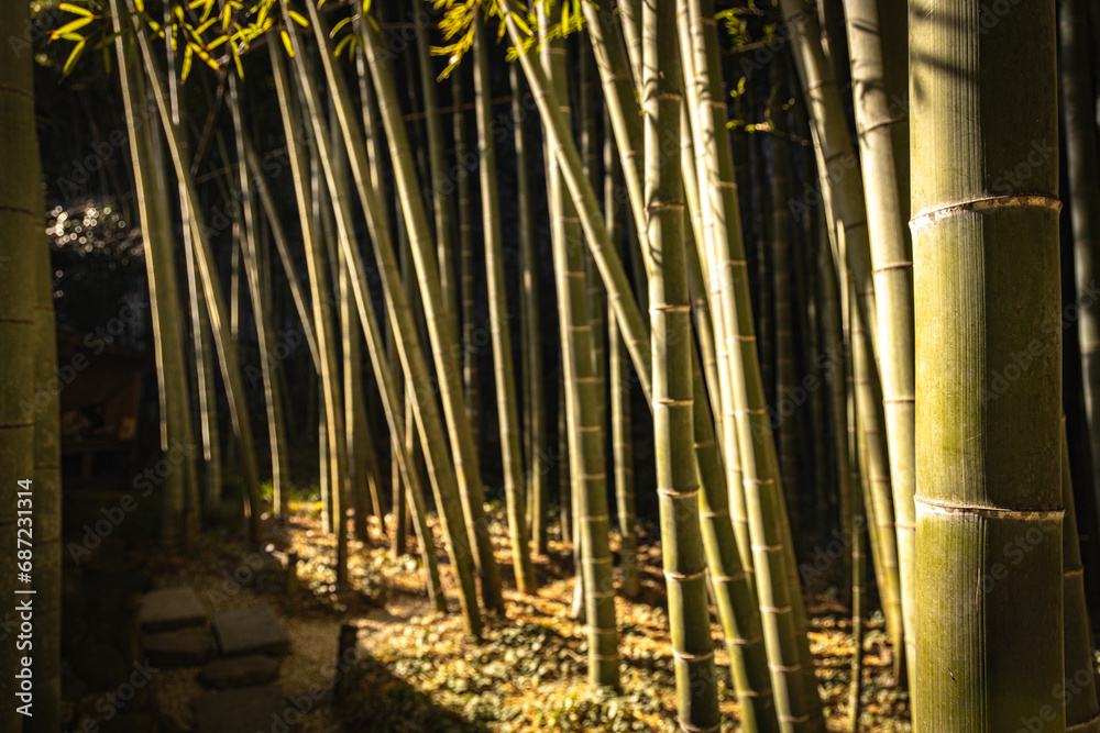 Fototapeta premium Bamboo forest