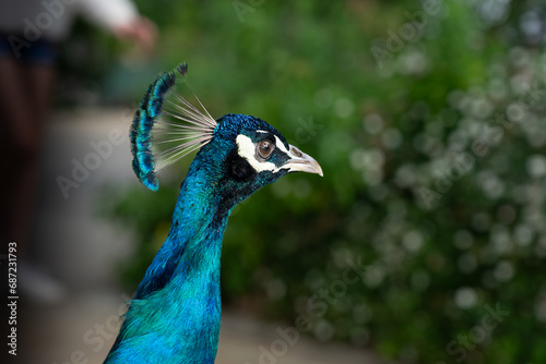 Peacock head and crest portrait