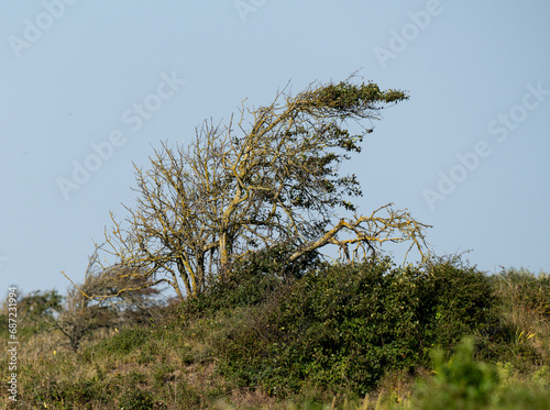 paysage de bord de mer avec un bel arbre buissonnant typique du bord de mer, balayé par les vents ! photo