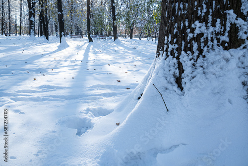Obraz na płótnie winter in the park, trees covered with snow, shot against the light w salonie