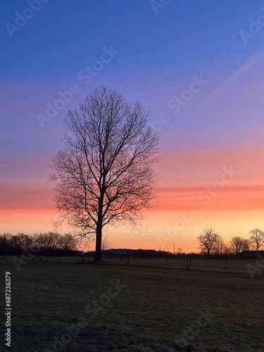 silhoutte of a tree in the sunrise