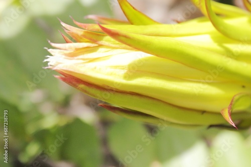 Flowers from dragon fruit that have not yet bloomed