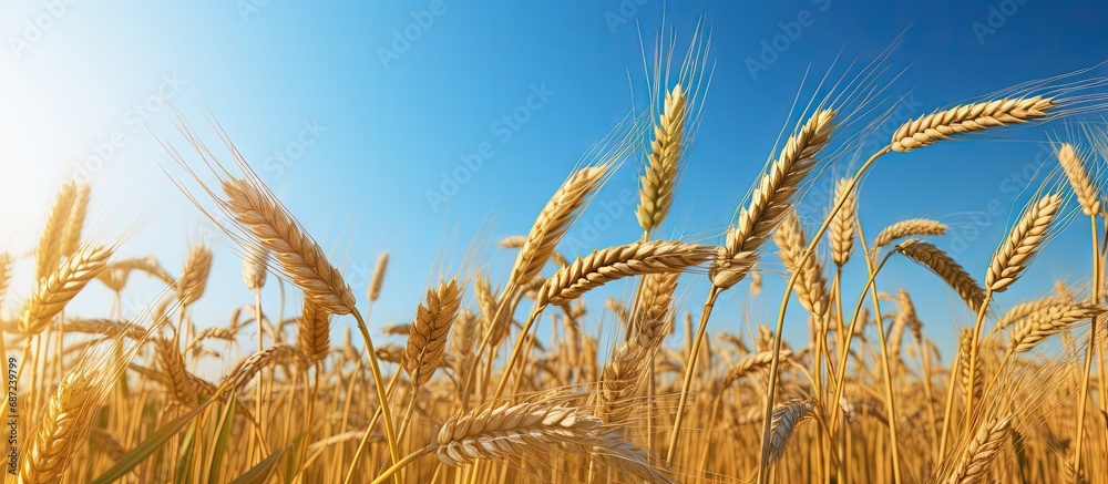 Yellow wheat ripe under blue sky before harvest Copy space image Place for adding text or design - obrazy, fototapety, plakaty 