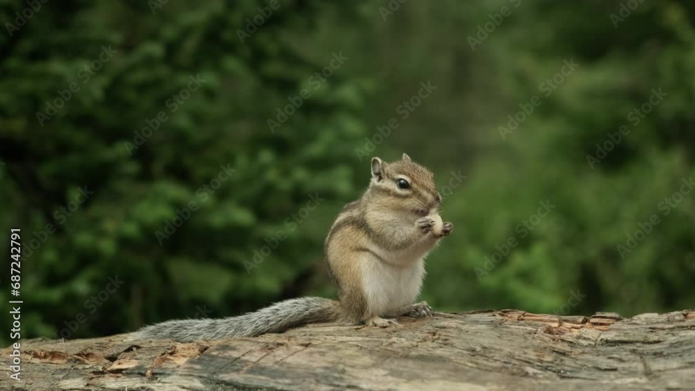 A Majestic Squirrel Perched Upon a Sturdy Oak Tree Trunk A Majestic Squirrel Perched Upon a Sturdy Oak Tree Trunk