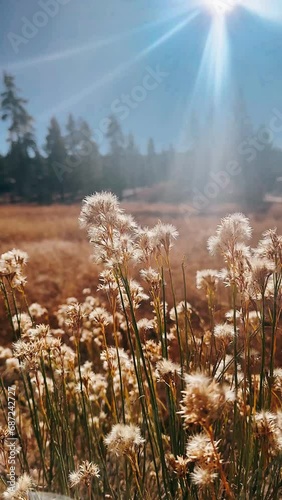 grass, sky, landscape, nature, tree, field, autumn, meadow, forest, spring, summer, plant, green, trees, cloud, blue, clouds, yellow, birch, rural, mountain, fall, season, environment, beautiful, ccx, photo