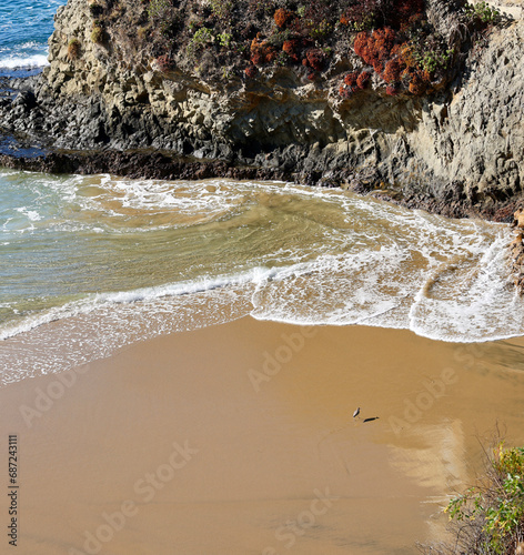 sandpiper wading along the shore line