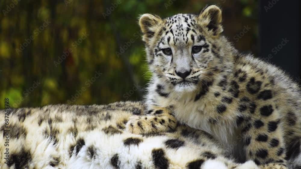 A baby snow leopards resting on a rock A baby snow leopards resting on a rock