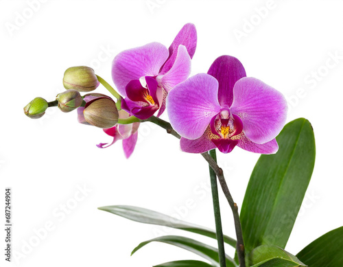 Orchid Plant isolated on white background  cutout 