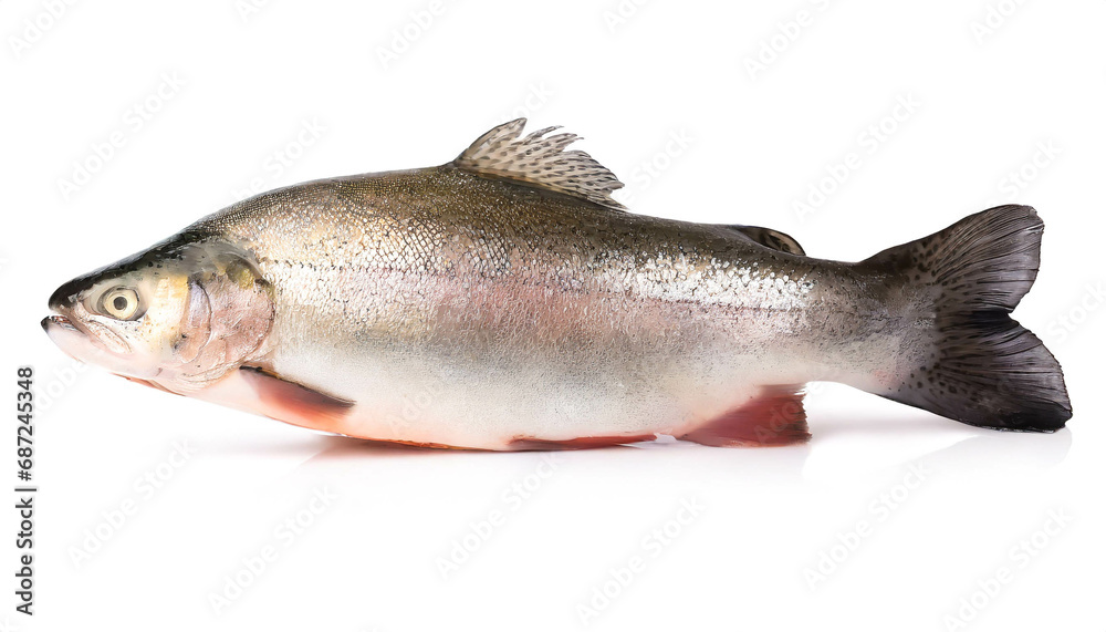Trout isolated on white background, cutout Trout isolated on white background, cutout