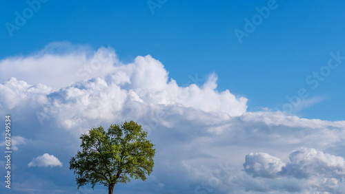 Flourishing tree with green leaves, on sunny cloudy sky. © Carterson