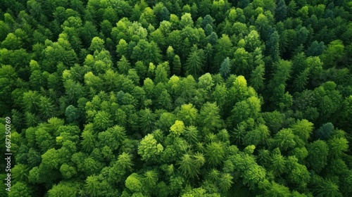 Aerial view natural green forest fir landscape background. AI generated image