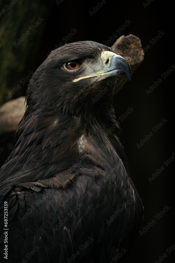 Fototapeta premium Portrait of a Steppe eagle