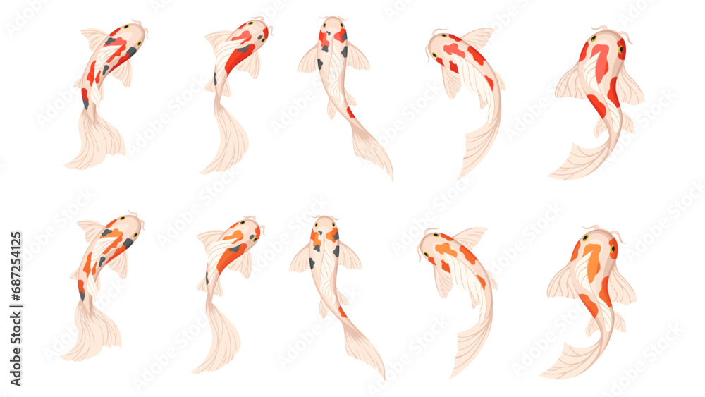 Koi carp fishes, Japanese koi fish. Vector illustration on white background.