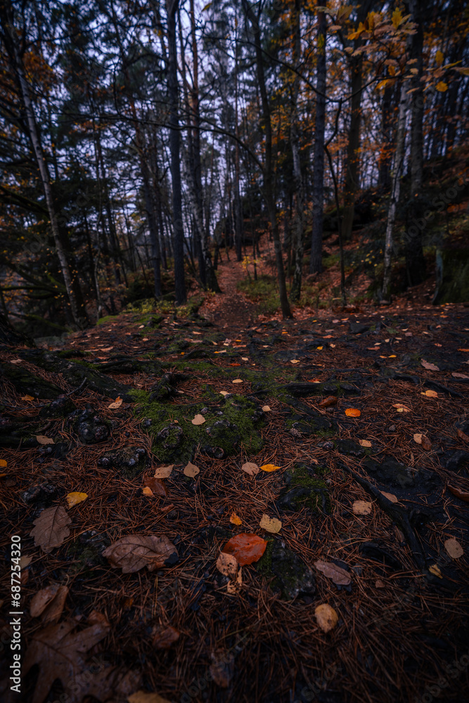 Gloomy and dark forest road during autumnal day with the best mystic atmosphere of fallen gold leaves in the north of Bohemia. Gloomy and dark forest road during autumnal day with the best mystic atmosphere of fallen gold leaves in the north of Bohemia.