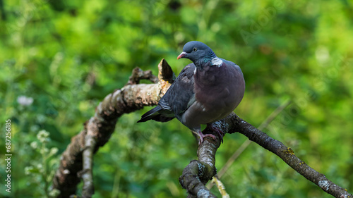 common wood pigeon photo