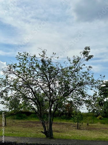 tree in spring