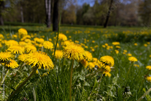 spring dandelion flowers during flowering