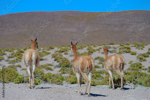 Mamífero Guanaco (Lama guanicoe) no deserto do Atacama, Chile. 