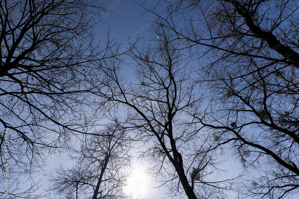 Branches of deciduous trees in the park in spring sunny weather Branches of deciduous trees in the park in spring sunny weather