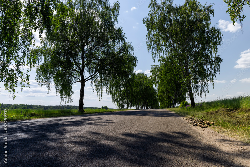 paved road with birch trees on the side of the road