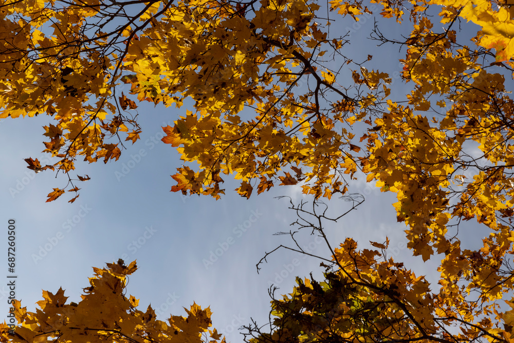 Fototapeta premium beautiful and bright orange maple foliage in autumn