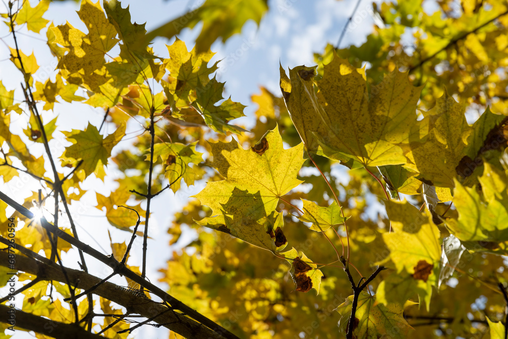 yellowing foliage on maples in autumn weather