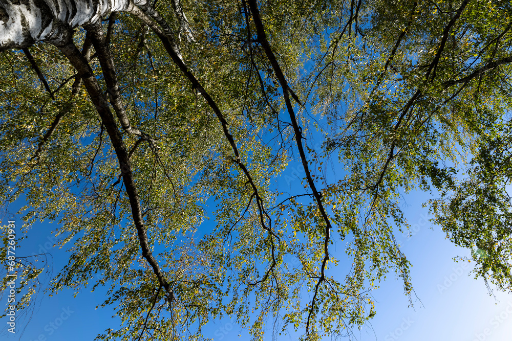 Obraz premium sunny autumn weather in a birch forest with a blue sky