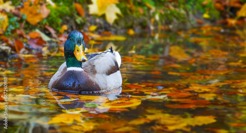 Obraz na płótnie duck on pond with autumnal leaves