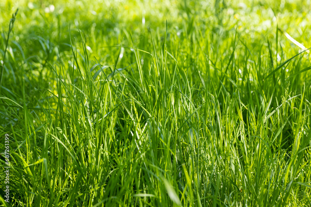 illuminated by sunlight green grass in the park illuminated by sunlight green grass in the park