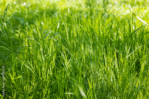 illuminated by sunlight green grass in the park