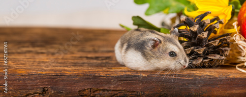 little pet hamster - Phodopus sungorus photo