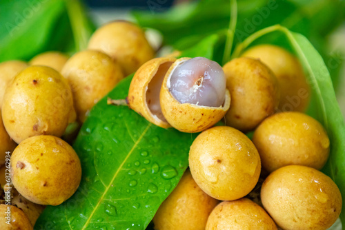 Ripe Pitomba fruits (talisia esculenta), an exotic fruit from the Brazilian tropical forest and bioma cerrado. Ripens in the months of November and December photo