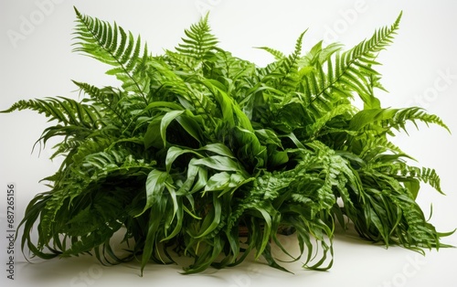 Green leaves tropical foliage plant bush of cascading Fishtail fern or forked giant sword fern. White Background
