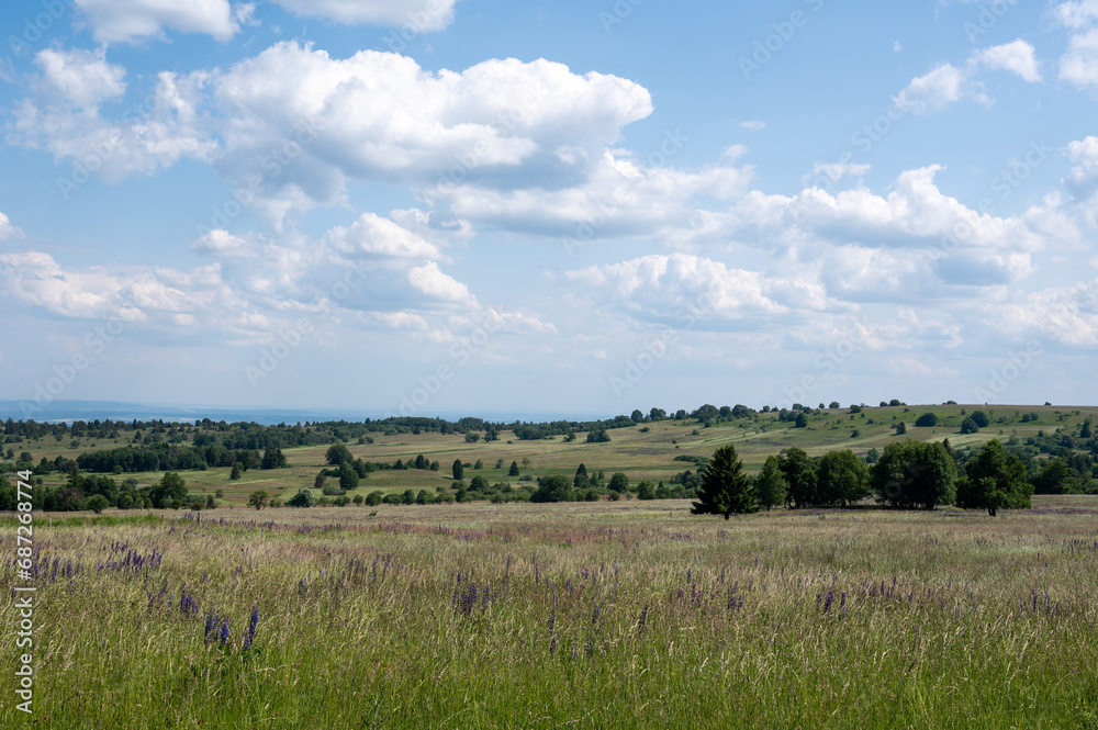 Landscape and meadow with lupins in the high Rhön