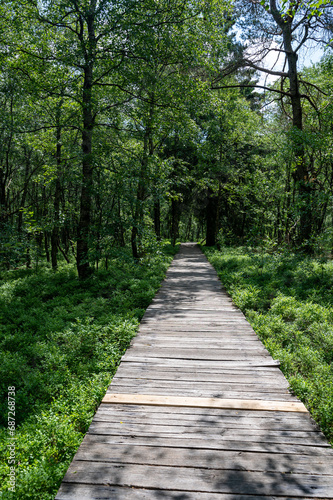 A wooden path with birch in the red bog