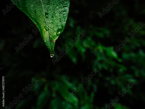 Exploring the lush beauty of madeira, a dewy leaf glistens with life as it rests among the verdant grass, inviting us to immerse ourselves in the refreshing embrace of nature's bounty