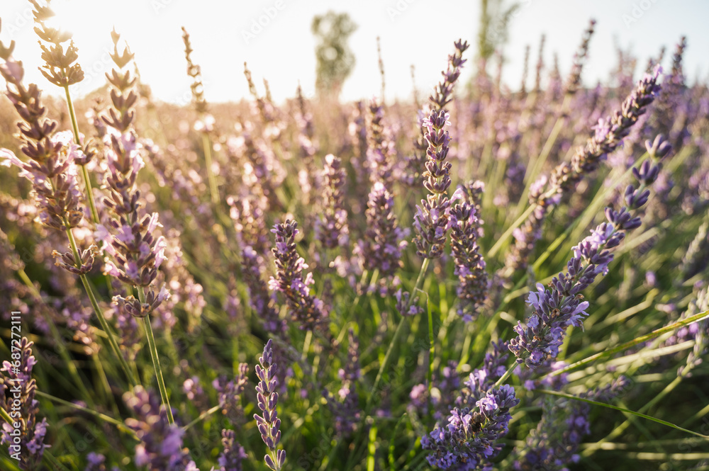 Obraz premium Lavender field with summer blue sky close-up, sunset, rays, Ukraine, retro toned, web banner format