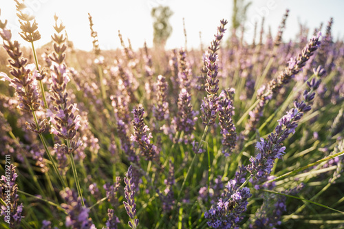 Lavender field with summer blue sky close-up  sunset  rays  Ukraine  retro toned  web banner format 
