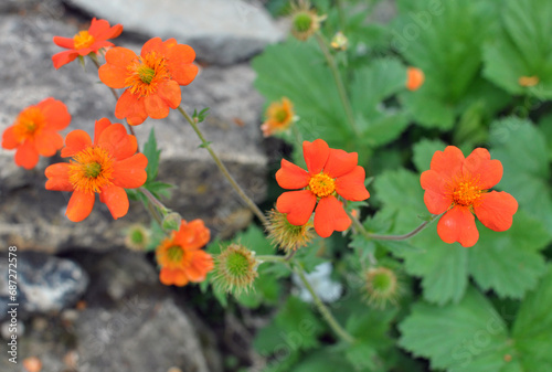 Geum quellyon is blooming in the garden photo