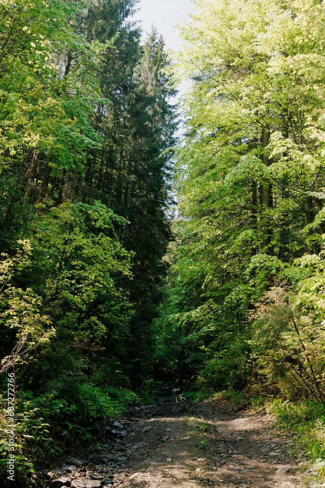 Obraz premium A dog sits and looks at a dense forest