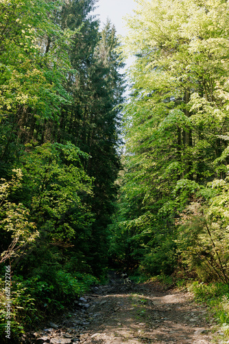 A dog sits and looks at a dense forest