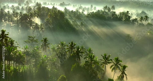 Aerial Forward Tilt Up Scenic Shot Of Sunrays On Green Trees During Morning - Bali, Indonesia