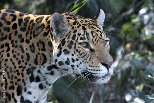 Jaguar  Panthera Onca  close up view