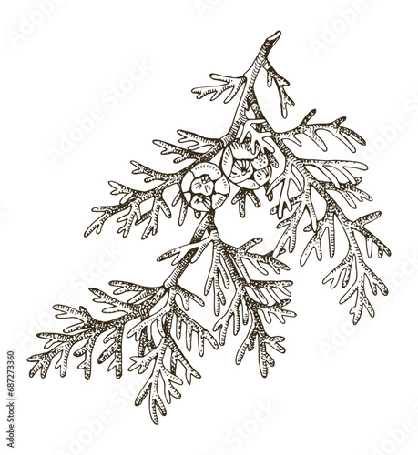 Italian cypress tree branch vector