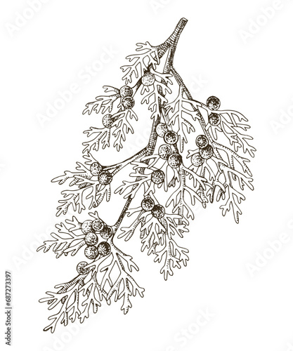 Juniperus scopulorum hand drawn tree branch
